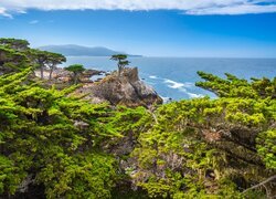 Skały, Drzewa, Cyprys wielkoszyszkowy, Pebble Beach, Morze, Zatoka, Carmel Bay, Kalifornia, Stany Zjednoczone
