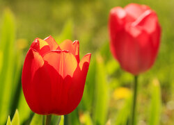 Rozświetlony, Czerwony, Tulipan