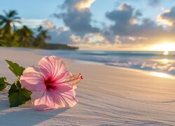 Rozświetlony różowy kwiat hibiskusa na morskiej plaży