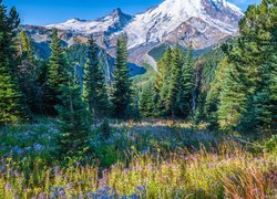 Góry, Drzewa, Świerki, Kwiaty, Park Narodowy Mount Rainier, Stan Waszyngton, Stany Zjednoczone