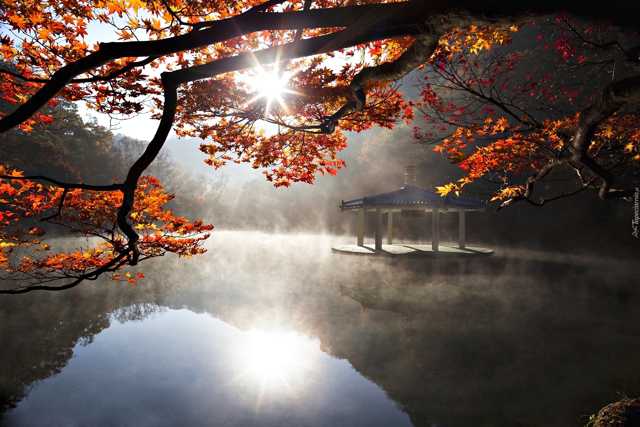 Jesień, Drzewa, Jezioro, Mgła, Poranek, Wschód Słońca