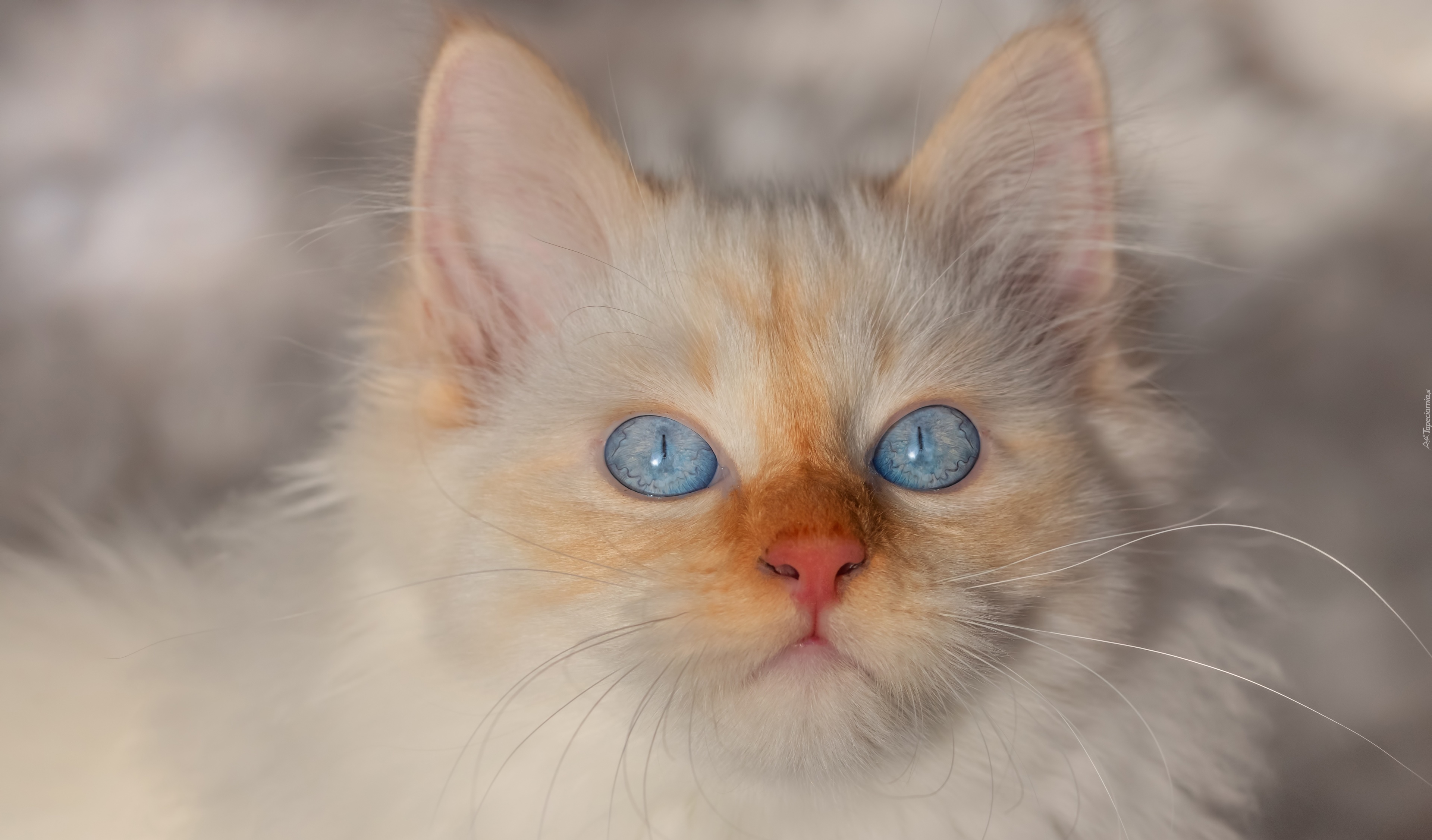 Biały, Kot, Mordka, Niebieskie, Oczy