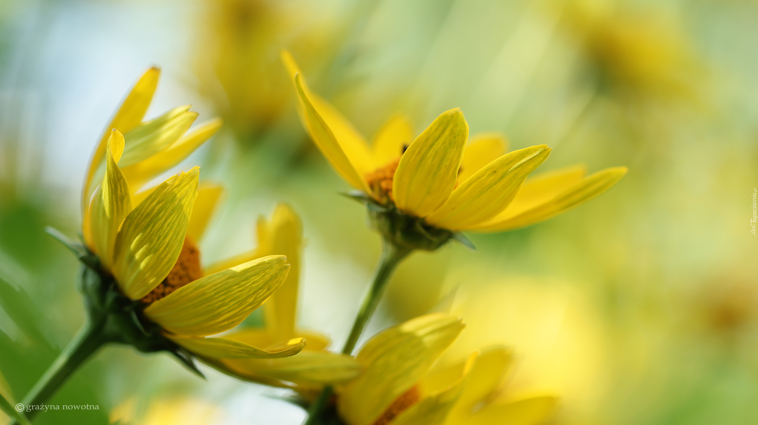 Słoneczniczki szorstkie, Żółte, Kwiaty