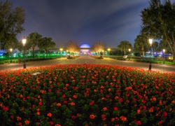 Disneyland, Noc, Oświetlenie, Czerwone, Kwiaty, Klomb