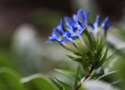 Niebieskie, Kwiaty, Dzwonki