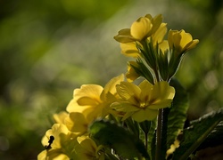 Żółte, Kwiaty, Pierwiosnek