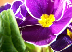Fioletowy, Kwiat, Prymula