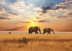 Afryka, Słonie, Zachód, Słońca