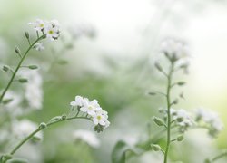 Białe, Niezapominajki, Kwiaty