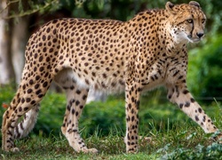 Gepard na spacerze