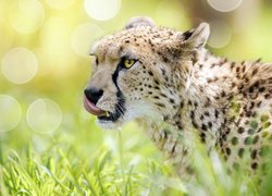 Gepard w zbliżeniu