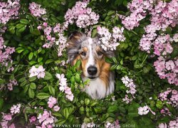 Głowa psa wśród kwitnących gałązek