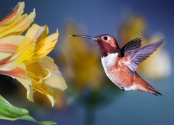 Koliber przy kwiecie alstremerii