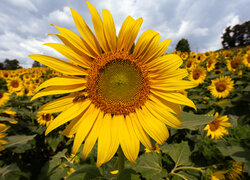 Kwiat słonecznika na polu w zbliżeniu