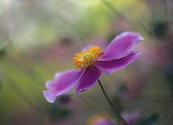 Zawilec japoński, Liliowy, Kwiat