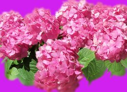 Kwiaty różowej hortensji