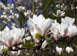 Kwitnące białe magnolie