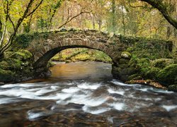 Rzeka, River Bovey, Kamienny, Most, Hisley Bridge, Omszałe, Kamienie, Drzewa, Dartmoor, Anglia