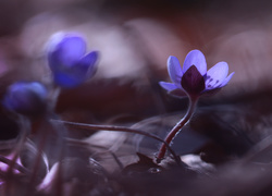 Przylaszczka, Niebieski, Kwiat
