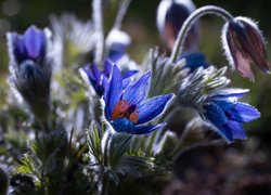 Kwiaty, Niebieskie, Sasanki, Rozmycie