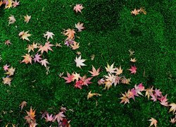 Opadłe liście klonu na trawie
