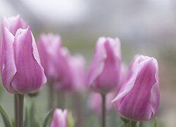 Tulipany, Kwiaty, Pąki, Różowy, Liście, Rozmycie