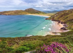 Morze, Wybrzeże, Plaża, Kwiaty, Roślinność, Półwysep Rosguill, Hrabstwo Donegal, Irlandia