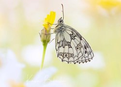 Motyl, Polowiec szachownica, Kwiatek, Żółty