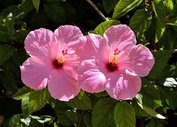 Różowe kwiaty hibiskusa