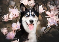 Pies, Siberian husky, Mordka, Kwiaty, Magnolie