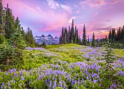 Park Narodowy Mount Rainier, Stan Waszyngton, Stany Zjednoczone, Kwiaty, Łubin, Łąka, Drzewa, Stratowulkan Mount Rainier