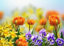 Kwiaty, Tulipany, Bratki, Żonkile